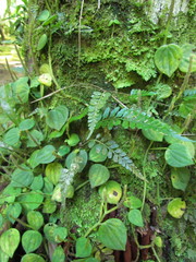 Asplenium auritum