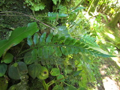 Asplenium auritum