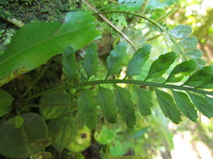 Asplenium auritum
