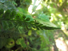Asplenium auritum