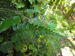 Asplenium auritum