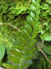 Asplenium auritum