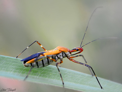Zelus laticornis