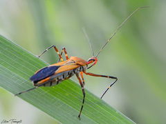 Zelus laticornis