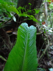 Asplenium brasiliense