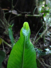 Asplenium brasiliense