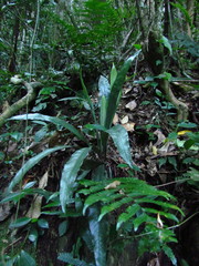 Asplenium brasiliense