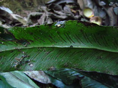 Asplenium brasiliense