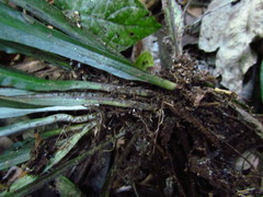 Asplenium brasiliense