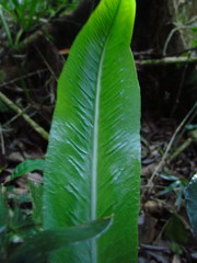 Asplenium brasiliense