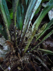 Asplenium brasiliense