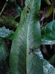 Asplenium brasiliense