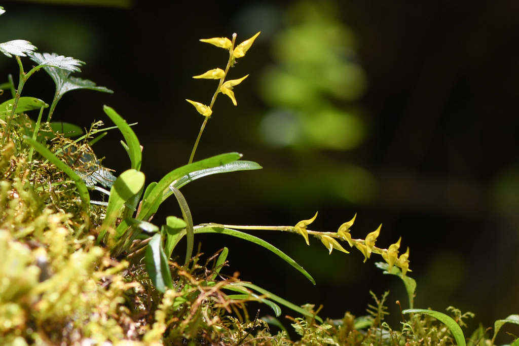 Specklinia costaricensis