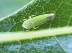 Bucephalogonia xanthophis