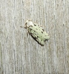Izatha peroneanella