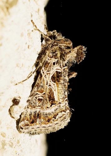 Thysanoplusia daubei
