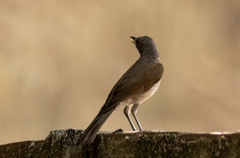 Turdus leucomelas