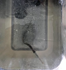 Fistularia tabacaria