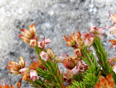 Erica capillaris