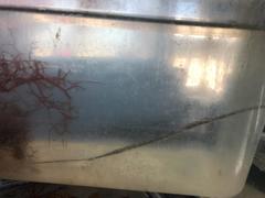 Fistularia tabacaria