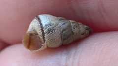 Cochlicella conoidea