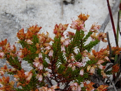 Erica capillaris