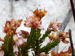 Erica capillaris