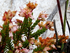 Erica capillaris