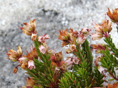 Erica capillaris