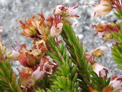 Erica capillaris