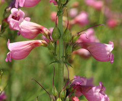 Penstemon floridus floridus