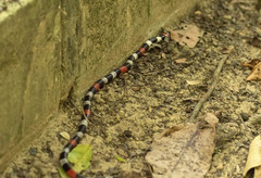 Micrurus ibiboboca