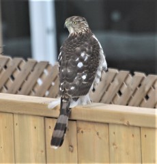 Accipiter cooperii
