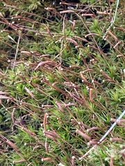 Bryophyta