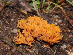 Ramaria capitata