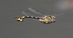 Sinictinogomphus clavatus