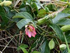 Passiflora schlimiana