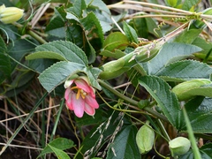 Passiflora schlimiana