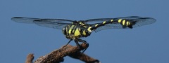 Ictinogomphus pertinax