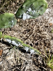 Dactylopius confusus