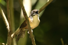 Pheugopedius genibarbis