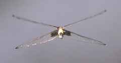 Pseudothemis zonata