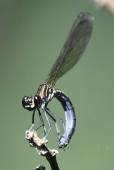 Heliocypha perforata