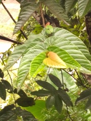 Neolamarckia cadamba