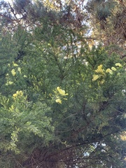 Acacia verticillata