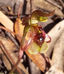 Chiloglottis seminuda