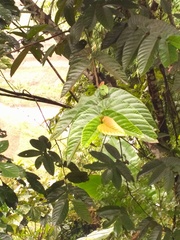 Neolamarckia cadamba