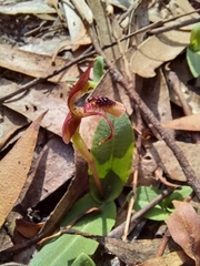 Chiloglottis seminuda