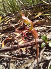 Chiloglottis seminuda