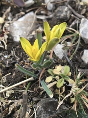 Gagea bohemica